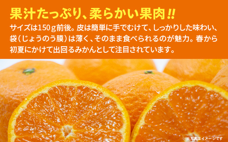 【贈答向け】南津海(なつみ)みかん 2.5kg _b-500