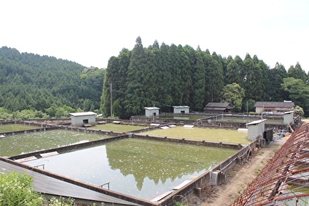 ｂ １１ すっぽん鍋や唐揚げにお手軽な冷凍スッポン 合計３００ｇ 佐賀県多久市 ふるさと納税サイト ふるなび