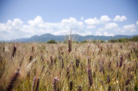 もち麦(ダイシモチ)1600g×2袋 034-B146