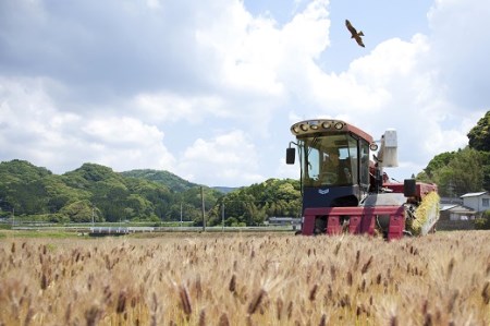 もち麦(ダイシモチ)1600g×2袋 034-B146
