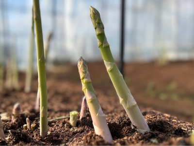 【令和8年先行予約3月より順次発送】弱アルカリの綺麗な自噴水と寒暖差が育んだ柔らか アスパラ 500ｇ　174-B537