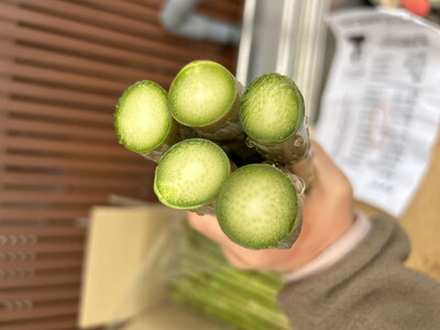 【令和8年先行予約3月より順次発送】弱アルカリの綺麗な自噴水と寒暖差が育んだ柔らか アスパラ 500ｇ　174-B537