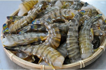 【使いやすさ◎】伊万里産 無頭 冷凍車海老 2.5kg(加熱用,250gx10pc) くるまえび クルマエビ えび エビ　010-C199