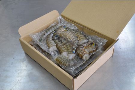 【使いやすさ◎】伊万里産 無頭 冷凍車海老 2.5kg(加熱用,250gx10pc) くるまえび クルマエビ えび エビ　010-C199