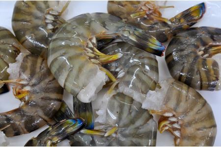 【使いやすさ◎】伊万里産 無頭 冷凍車海老 2.5kg(加熱用,250gx10pc) くるまえび クルマエビ えび エビ　010-C199