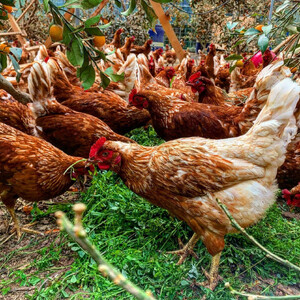 平飼いで のびのび養鶏！ばあちゃんの昔たまご（計60個）平飼い卵 割れ保証あり 129-B613