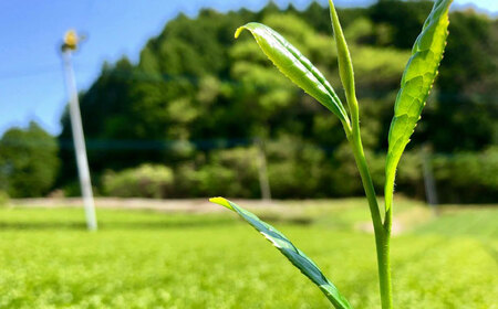 お茶 うれしの茶 特上煎茶2本/有限会社 原製茶園[UEJ003] お茶