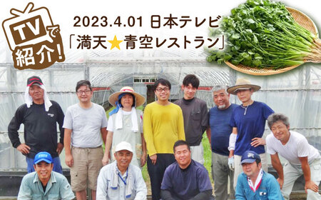 ＜満天☆青空レストランでご紹介＞パクチー好きのためのパクチー 1kg 江口農園[UBF009] 