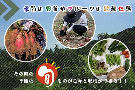 【自然豊かで見晴らし最高！！】農業体験と宿泊プラン（１名様分）　佐賀県鹿島市　民宿　みんなの家　F-58
