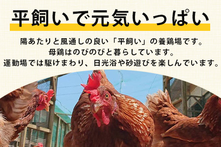 【定期便 6回】平飼い卵「うみとやまとこっこ」上田養鶏場 たまご20個 × 6ヶ月【合計120個】佐賀県鹿島産 卵 タマゴ E-129