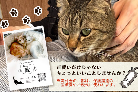 鹿島猫クリアファイル｜保護猫カフェねこの蔵 クリアファイル 保護猫 猫 古民家カフェ 支援 鹿島市 猫カフェ カフェ プレゼント　AA-63