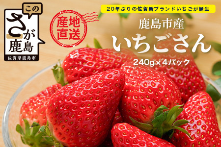 いちごさん 240g×4P★先行予約★【生産者直送】ふるさと納税 いちご イチゴ 苺 果物 フルーツ 旬 贈答用 お取り寄せ ギフト ふるさと 人気 佐賀県 鹿島市 送料無料 【2026年2月頃～4月頃の発送予定】B-891