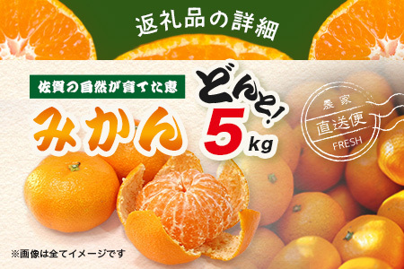 【先行予約】【発送は2026年9月中旬から10月上旬ごろ】佐賀県産みかん”約5kg(箱込み重量)|【数量限定】混合サイズ|濃縮旨み | 国産 佐賀県産 ミカン 蜜柑 果物 フルーツ 送料無料 A-227