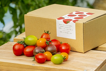 【先行予約】 たにぐちファーム カラフルミニトマト 約1kg 『Ricotomato とりこになるトマト』 とまと トマト ビタミンたっぷりトマト ミニトマト  おいしいトマト　B-280