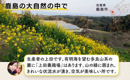 たまご 鶏卵【定期便】佐賀県鹿島産 平飼い卵「うみとやまとこっこ」上田養鶏場 たまご20個×2回 卵 タマゴ 玉子焼きB-396