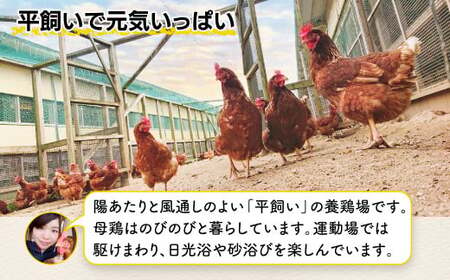 たまご 鶏卵【定期便】佐賀県鹿島産 平飼い卵「うみとやまとこっこ」上田養鶏場 たまご20個×2回 卵 タマゴ 玉子焼きB-396