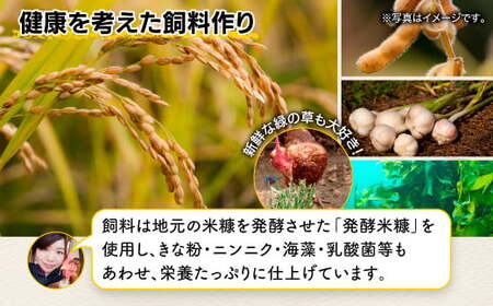 たまご 鶏卵【定期便】佐賀県鹿島産 平飼い卵「うみとやまとこっこ」上田養鶏場 たまご20個×2回 卵 タマゴ 玉子焼きB-396