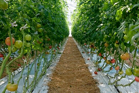 【先行予約】 カラフルミニトマト『Ricotomato』 【1kg×2回定期便】【2023年12月から出荷】とまと トマト ビタミンたっぷりトマト ミニトマト  おいしいトマト D-92