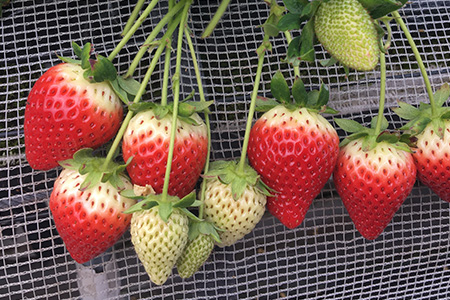 いちご 新ブランド 【いちごさん】 キューブ 240g×2パック 【2026年1月上旬~3月発送】JA直送 A-135