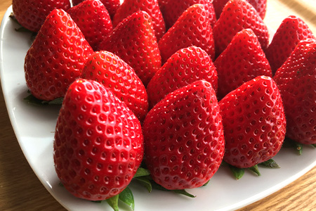 いちご 新ブランド 【いちごさん】 キューブ 240g×2パック 【2026年1月上旬~3月発送】JA直送 A-135