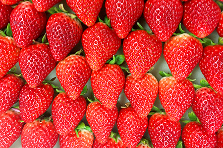 いちご 新ブランド 【いちごさん】 240g×4パック 計960g 【2026年1月上旬~3月発送】 JA直送 鮮度抜群 佐賀県 鹿島市 B-291