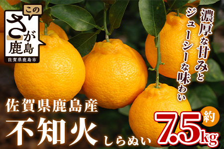 佐賀県鹿島産『不知火（しらぬい）』柑橘 約7.5kg（サイズ混合） B-114 ...