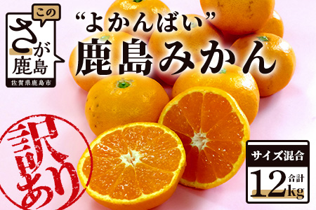   ”よかんばい”鹿島産みかん 訳アリ 約12kg 大中小サイズ混合 B-374