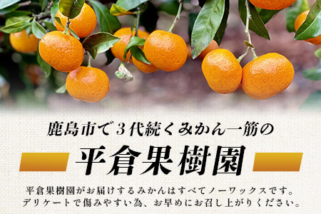 まぼろしのみかん》鹿島 平倉果樹園のみかん『今村』 約5.5kg サイズ
