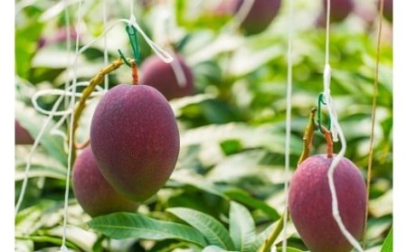 厳選!濃厚完熟マンゴー 4Lサイズ(糖度15度以上)【2026年5月中旬頃から6月初旬発送】 D-125