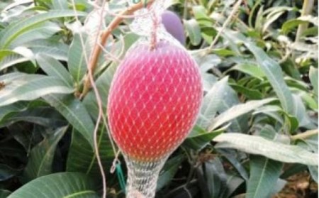 厳選!濃厚完熟マンゴー 4Lサイズ(糖度15度以上)【2026年5月中旬頃から6月初旬発送】 D-125