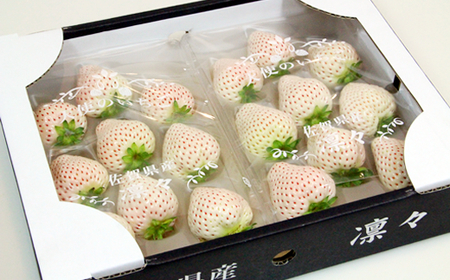 【先行予約令和8年1月配送開始】佐賀県産いちご 天使のいちご 240g X 2パック B120-065 いちご 果物