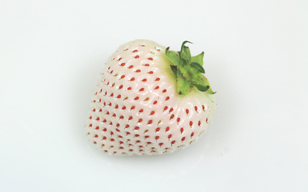 【先行予約令和8年1月配送開始】佐賀県産いちご 天使のいちご 240g X 2パック B120-065 いちご 果物