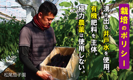 小城市産 筑陽ナス （2.5kg）朝採れ 新鮮 ハウス栽培 茄子 なす A060-004