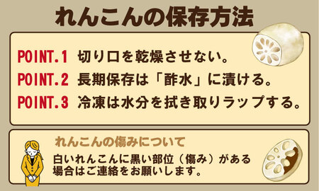 まるごと一本！氷詰めレンコン（1.5～2kg） B140-001