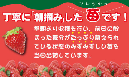 【先行予約（１月から順次出荷】新品種 いちごさん 4箱セット ふるかわ農園　苺  B140-003