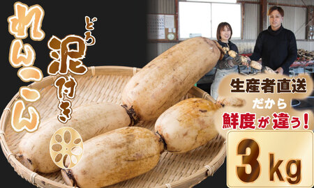 【先行予約】大人気！佐賀県産泥付きれんこん（3kg） もりながファーム  A075-034 れんこん 蓮根 ﾚﾝｺﾝ れんこん 筑前煮 泥付きれんこん 