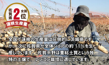 【先行予約】大人気！佐賀県産泥付きれんこん（3kg） もりながファーム  A075-034 れんこん 蓮根 ﾚﾝｺﾝ れんこん 筑前煮 泥付きれんこん 