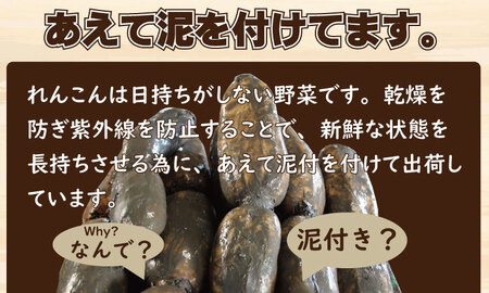 【先行予約】大人気！佐賀県産泥付きれんこん（3kg） もりながファーム  A075-034 れんこん 蓮根 ﾚﾝｺﾝ れんこん 筑前煮 泥付きれんこん 
