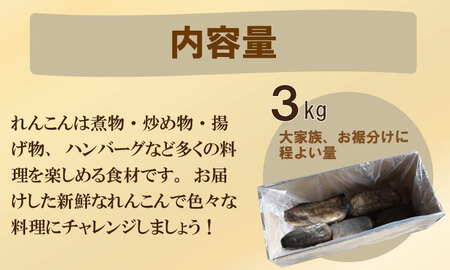 【先行予約】大人気！佐賀県産泥付きれんこん（3kg） もりながファーム  A075-034 れんこん 蓮根 ﾚﾝｺﾝ れんこん 筑前煮 泥付きれんこん 