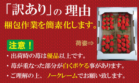 【先行予約令和8年1月配送開始】 訳あり 不揃い粒の いちごさん 通常サイズ （ 240ｇ×４Ｐ ）960g 江島農園 農家 直送品 果物 【A090-022】