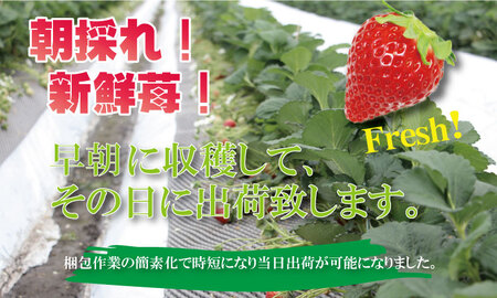 【先行予約令和8年1月配送開始】 訳あり 不揃い粒の いちごさん 通常サイズ （ 240ｇ×４Ｐ ）960g 江島農園 農家 直送品 果物 【A090-022】