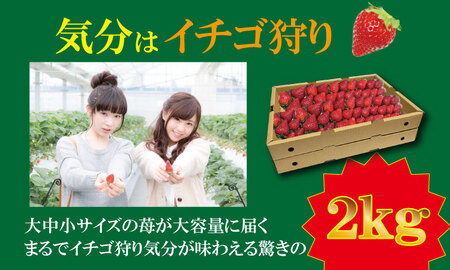 大容量いちごさん 1kg×２箱（2,000g）ふるかわ農園 いちご 段ボール配送 加工品用 【B190-008】
