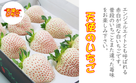 佐賀県産いちご 天使のいちご（白いちご）300gx2パックセット TM 苺 農家 直送品 B175-004