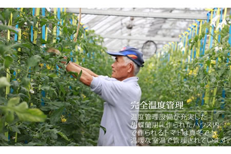 真子のミニトマト（約1,3kg）農家 直送品 A085-017 果物 くだもの フルーツ 人気 ランキング 高評価 佐賀県 小城市