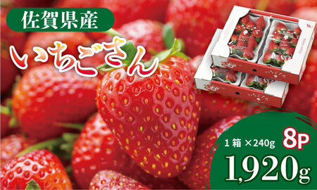 佐賀県産 いちごさん （ 240g×8P ）有明・潮風ファーム 直送品 果物 くだもの フルーツ 人気 ランキング 高評価 苺 イチゴ C250-015