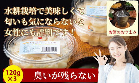 発芽ニンニク甘酢漬けセット（３パック） A070-036 無臭 ニンニク 臭いがしないニンニク 農薬不使用にんにく 福祉支援 水耕ニンニク  
