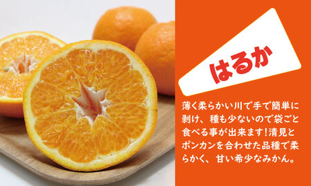 【先行予約】ご家庭用スィートスプリングとはるみセット（５kg）  B120-083