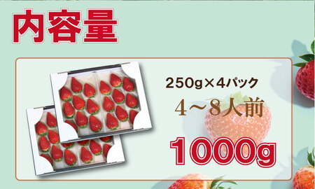 先行予約１月出荷】佐賀ブランド苺「いちごさん」（250g×4セット）凛々