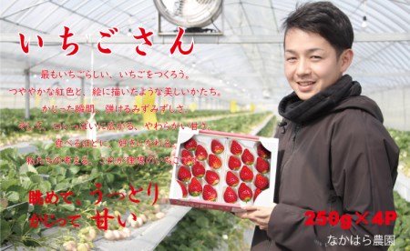 【最短１～2週間前後】佐賀ブランド苺 いちごさん（250g×4P）なかはら農園  B130-030