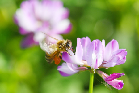 【定期便6回】神埼産 天然はちみつ(計6kg)定期コース(H049130)